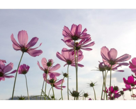 Fotobehang Kosmos bloemen