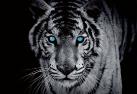 Fotobehang Black And White Tiger