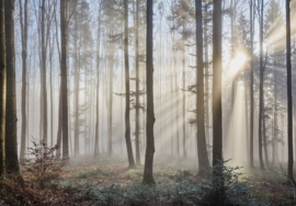 Fotobehang Zon door de mist van de bomen