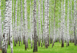 Fotobehang Bomen en Bos