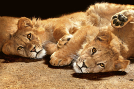 Fotobehang Jonge leeuwen