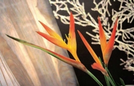 Dutch DigiWalls One - art. 1044 Strelitzia