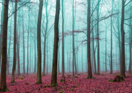 Fotobehang Misty Forest