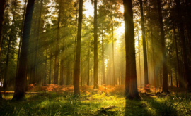 Fotobehang Morgenzon in het Bos