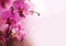 Fotobehang Pink Orchids Flowers
