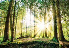 Fotobehang Zon tussen de bomen door