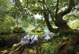 Fotobehang Forest Trees Lake