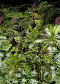 Wallprint AK1063 tropical leaves botanisch