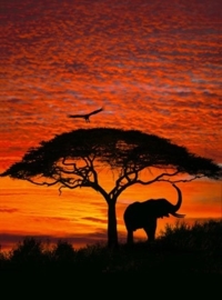 Komar Smooth fotobehang - African Sunset V3-501