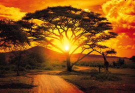 Fotobehang Afrikaanse Natuur & Boom