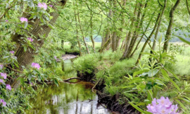 Fotobehang Holland 7292 - Staverdense Beek ||