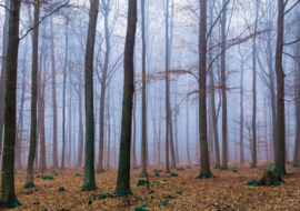 Fotobehang Misty Forest
