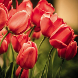 Fotobehang Rode tulpen