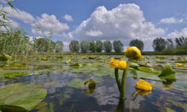 Fotobehang Holland 3031 - Eem