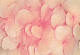 Fotobehang Roze bloemen