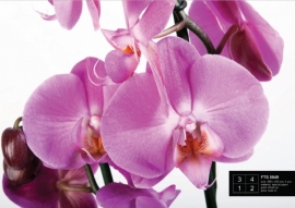 Fotobehang AG Design FTS0049 Orchidee