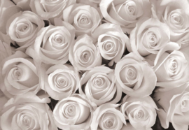 Fotobehang Sepia Roses