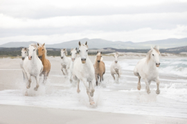 Fotobehang Colours 8-986 White Horses