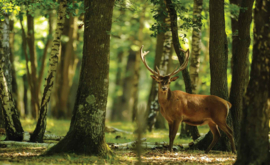 Fotobehang Edelhert in Bos