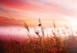 Fotobehang Veld zonsopkomst