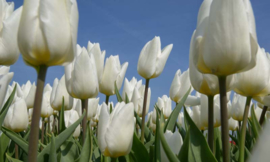 Fotobehang Holland 8179 - Tulpen wit