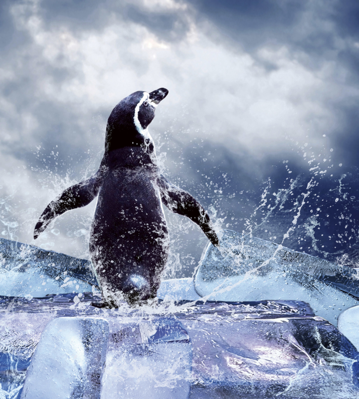 Fotobehang Pinguïn