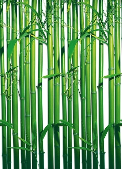 Fotobehang Idealdecor 00421 Bamboo