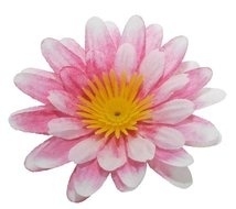 Gerbera wit/roze 6.5cm.