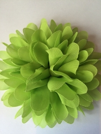 Bloem chiffon lime 11cm.