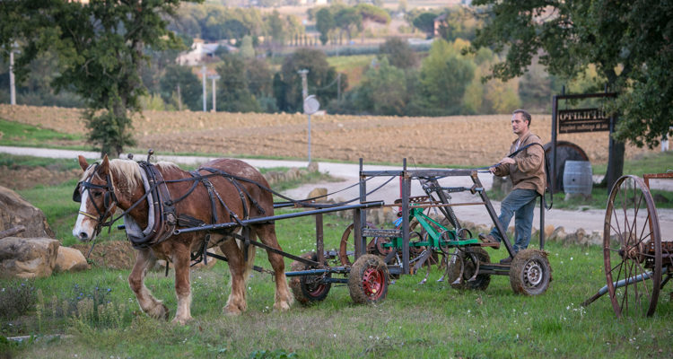 Ploegen met het paard Ploegen met het paard
