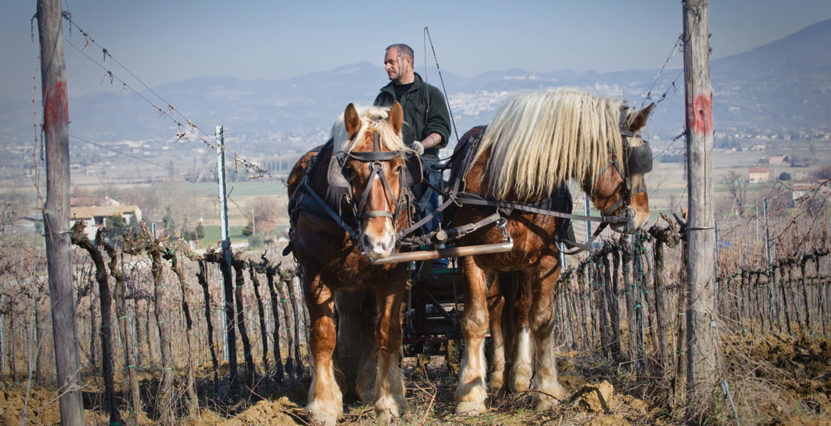 The master in wine The master in wine