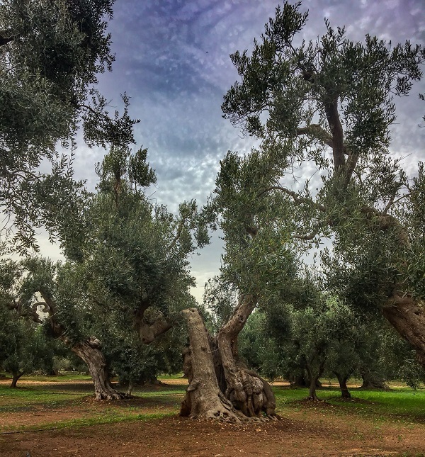 Puglia Puglia