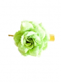 Spaanse (haar) roos, groen met kant