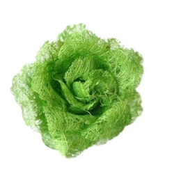 Spaanse haarroos (elastiek) groen