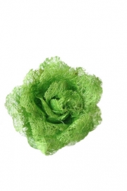 Spaanse haarroos (elastiek) groen