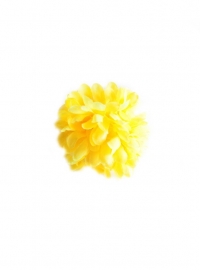 Spaanse haarbloem geel