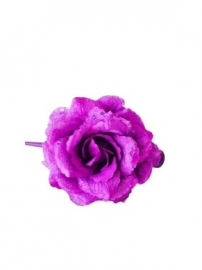 Spaanse (haar) roos, paars met kant
