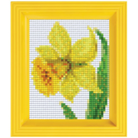 Geschenkverpakking met lijst:  Narcis