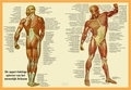 Poster Spieren Anatomie