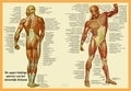 Anatomy Posters & Cards