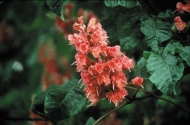 RED CHESTNUT (Rode Kastanjebloem / Aesculus carnea) 20 ml