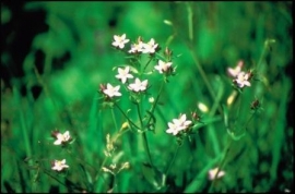 CENTAURY (Duizendguldenkruid / Centaurium umbellatum) 20 ml