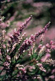 HEATHER (Struikheide / Calluna vulgaris) 20 ml