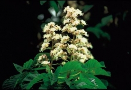 WHITE CHESTNUT (Paardenkastanje / Aesculus hippocastanum) 20 ml