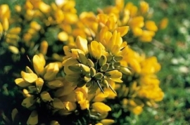 GORSE (Gaspeldoorn / Ulex europaeus) 20 ml