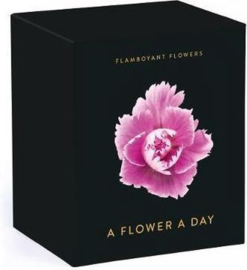 Flamboyant Flowers - A Flower A Day