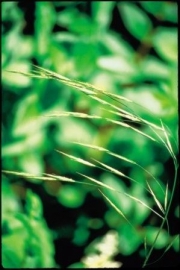 WILD OAT (Ruwe Dravik / Bromus Ramosus) 20 ml