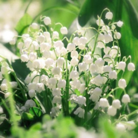 Aquarupella - QMD16319 - MUGUET