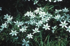 STAR OF BETHLEHEM (Vogelmelk / Ornithogalum umbellatum) 20 ml