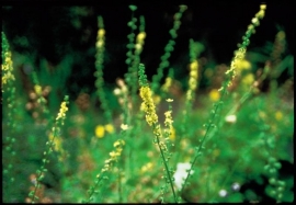 AGRIMONY (Agrimonie/Agrimony eupatoria) 20 ml